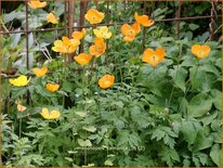 Meconopsis cambrica