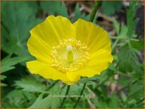 Meconopsis cambrica