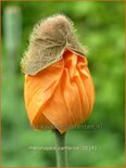 Meconopsis cambrica