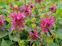 Monarda &#39;Dancing Bird&#39;