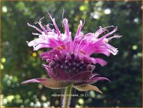 Monarda &#39;Mohawk&#39;