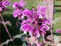 Monarda &#39;Mohawk&#39;