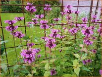 Monarda &#39;Mohawk&#39;