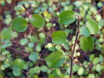 Muehlenbeckia axillaris