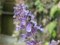 Nepeta faassenii &#39;Dropmore&#39;