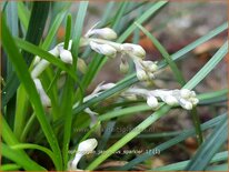 Ophiopogon japonicus &#39;Sparkler&#39;