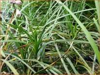 Ophiopogon wallichianus