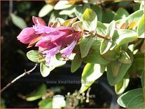 Origanum &#39;Bristol Cross&#39;