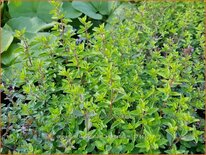 Origanum laevigatum &#39;Aromaticum&#39;