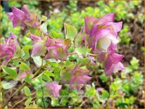 Origanum rotundifolium &#39;Bellissimo&#39;