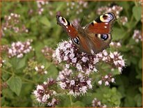 Origanum vulgare