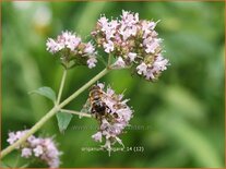 Origanum vulgare