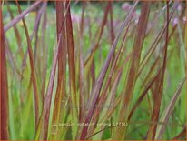 Panicum virgatum &#39;Sangria&#39;