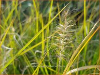 Pennisetum alopecuroides &#39;Jommenik&#39;