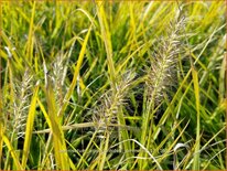 Pennisetum alopecuroides &#39;Jommenik&#39;