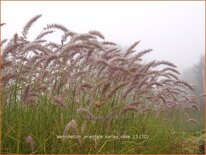 Pennisetum orientale &#39;Karley Rose&#39;