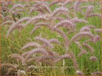 Pennisetum orientale &#39;Karley Rose&#39;