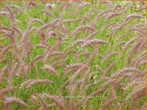 Pennisetum orientale &#39;Karley Rose&#39;