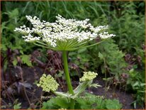 Peucedanum ostruthium &#39;Daphnis&#39;