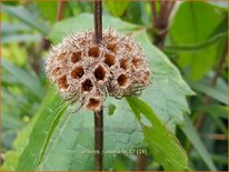 Phlomis russeliana