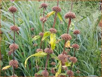 Phlomis russeliana