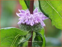 Phlomis tuberosa &#39;Amazone&#39;