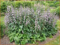 Phlomis tuberosa &#39;Amazone&#39;