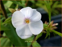 Phlox &#39;Delta&#39;