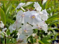 Phlox &#39;Delta&#39;