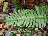 Polypodium vulgare