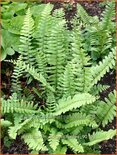 Polystichum acrostichoides