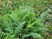 Polystichum munitum