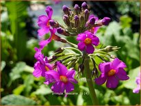 Primula beesiana