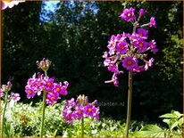 Primula beesiana