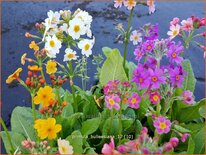 Primula bulleesiana