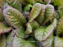 Primula &#39;Dark Rosaleen&#39;