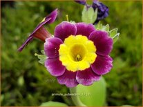 Primula pubescens