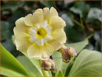 Primula pubescens