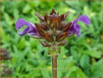 Prunella grandiflora &#39;Bella Blue&#39;