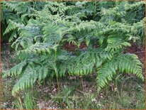 Pteridium aquilinum