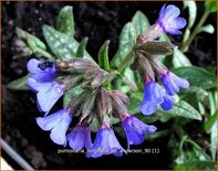 Pulmonaria longifolia &#39;E.B. Anderson&#39;