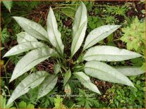 Pulmonaria &#39;Samurai&#39;