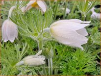 Pulsatilla vulgaris &#39;Alba&#39;