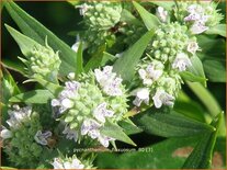 Pycnanthemum flexuosum