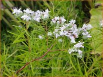 Pycnanthemum flexuosum