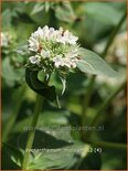 Pycnanthemum muticum