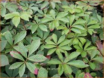 Rodgersia &#39;Die Gmunde&#39;