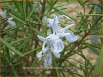 Rosmarinus officinalis &#39;Miss Jessopp&#39;s Upright&#39;