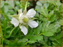 Rubus taiwanicola