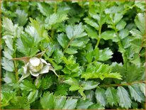 Rubus taiwanicola